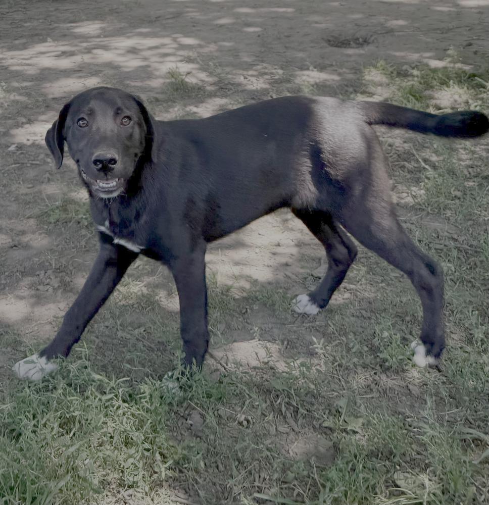 1051 Junior pka 50 Scent, a Adoptable mixed breed in Milwaukee, WI image 2/6