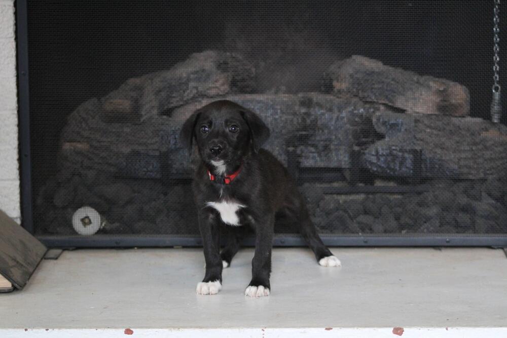 Enlarge 1051 Junior pka 50 Scent, a Adoptable mixed breed in McFarland, WI image 6/6