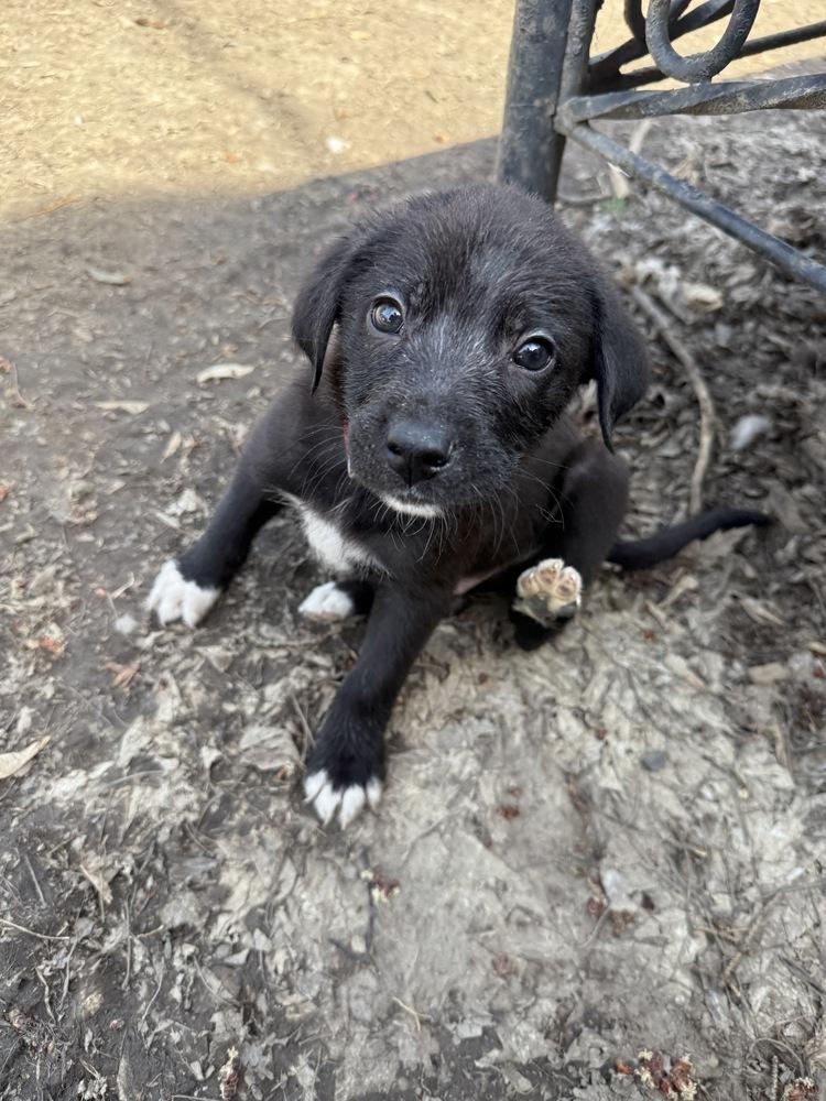 1051 50 Scent, a Adoptable mixed breed in Salem, WI image 2/6