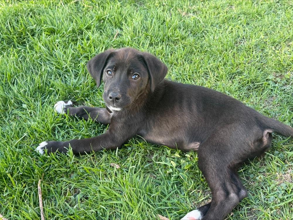 1051 Junior pka 50 Scent, Adoptable, Puppy Male Australian Shepherd.