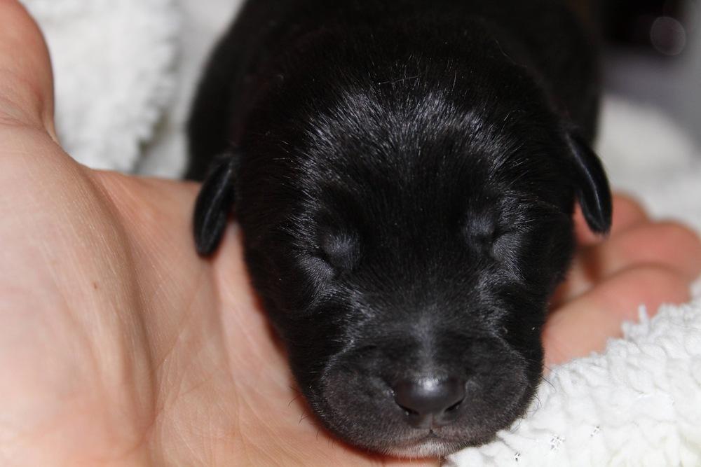 1051 50 Scent, a Adoptable mixed breed in Salem, WI image 4/6