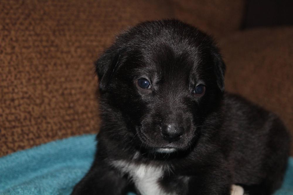 1051 50 Scent, a Adoptable mixed breed in Salem, WI image 6/6