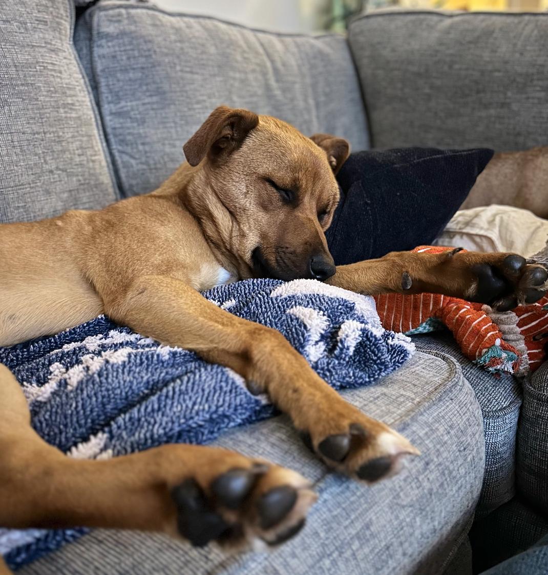 Bailey, a ADOPTABLE Mixed Breed in Jupiter, FL image 2/3