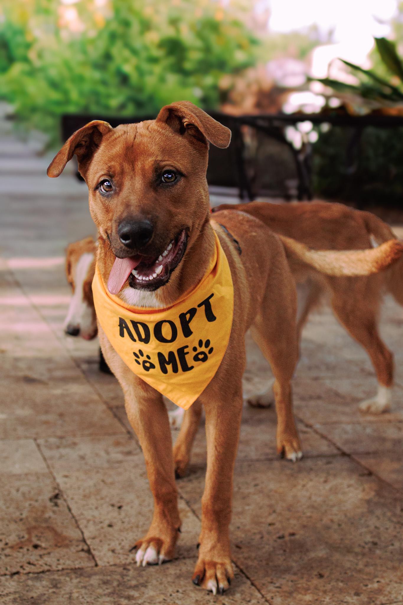 Enlarge Bailey, a ADOPTABLE Mixed Breed in Jupiter, FL image 1/1