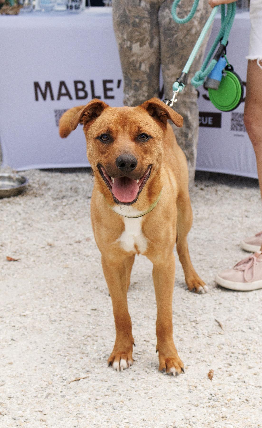 Bailey, a ADOPTABLE Mixed Breed in Jupiter, FL image 1/3