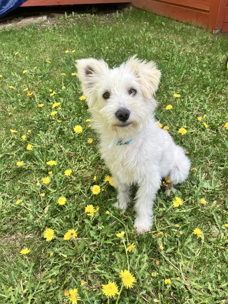 Ralphy, Adoptable, Young Male Terrier.