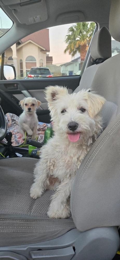 Ralphy, a Adoptable Terrier in Cortez, CO image 2/6
