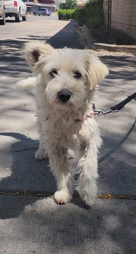 Ralphy, a Adoptable Terrier in Cortez, CO image 4/6