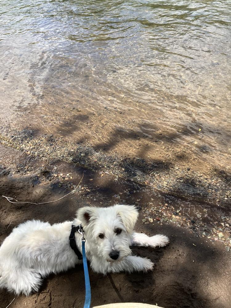 Ralphy, a Adoptable Terrier in Cortez, CO image 5/6
