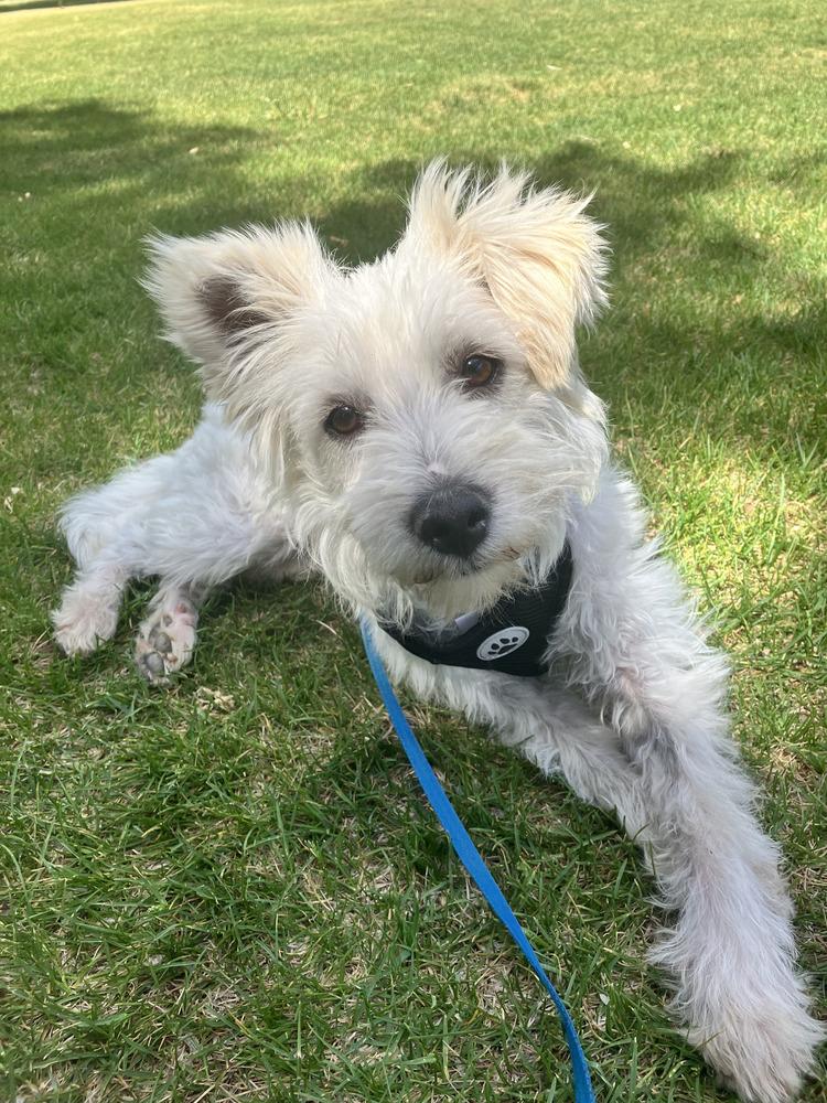 Ralphy, a Adoptable Terrier in Cortez, CO image 6/6