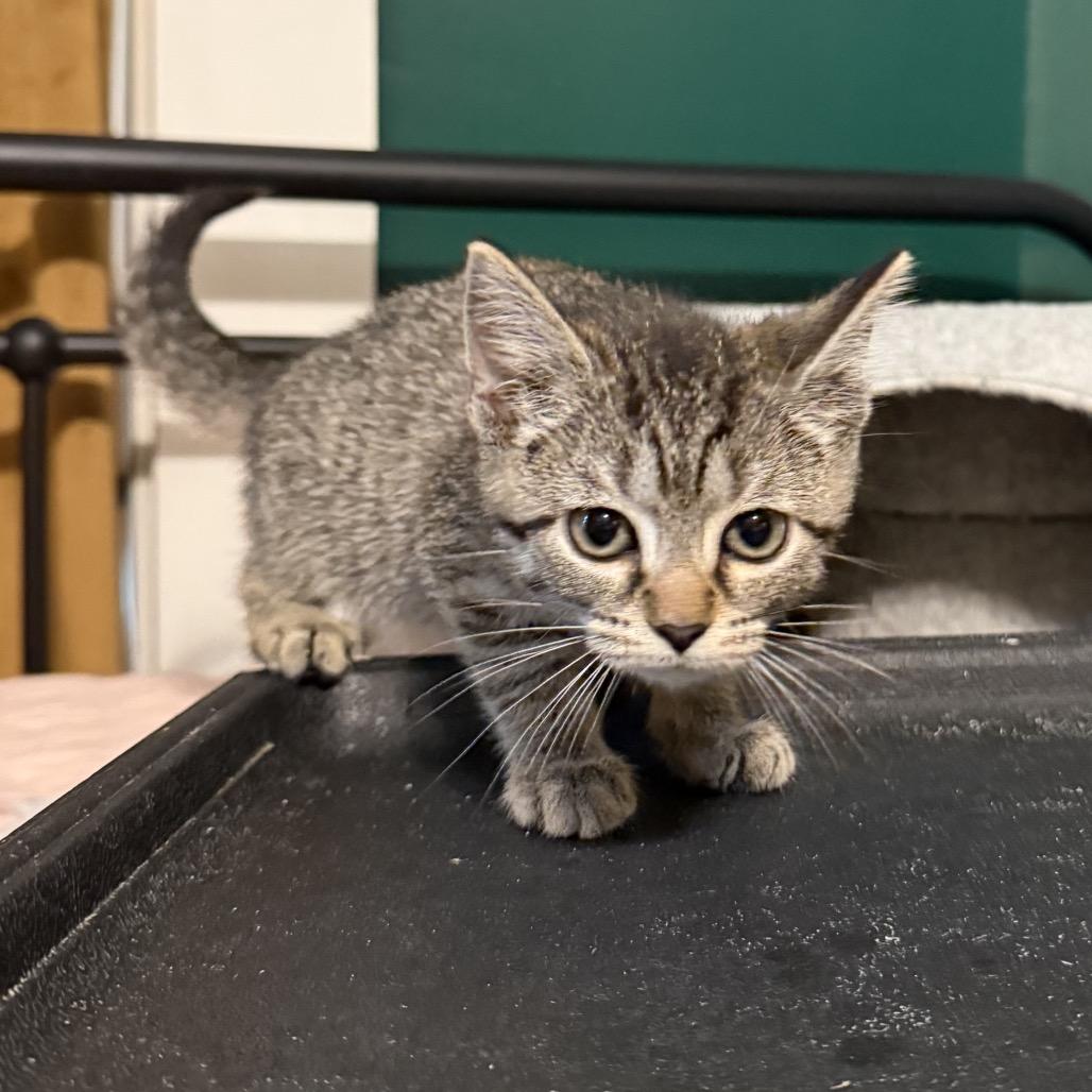 Applejack, Adoptable, Kitten Female Domestic Short Hair.