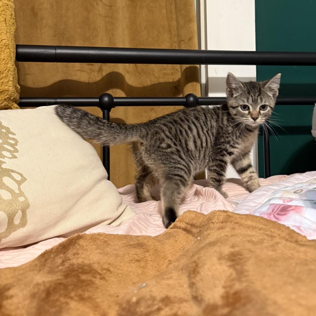 Enlarge Applejack, a Adoptable Domestic Short Hair in Granville, OH image 2/3