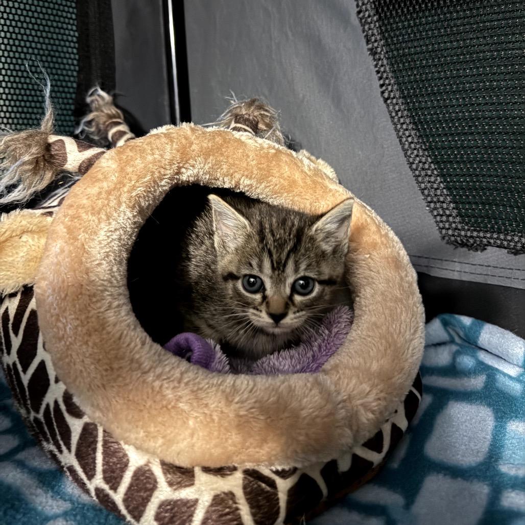 Enlarge Applejack, a Adoptable Domestic Short Hair in Granville, OH image 3/3