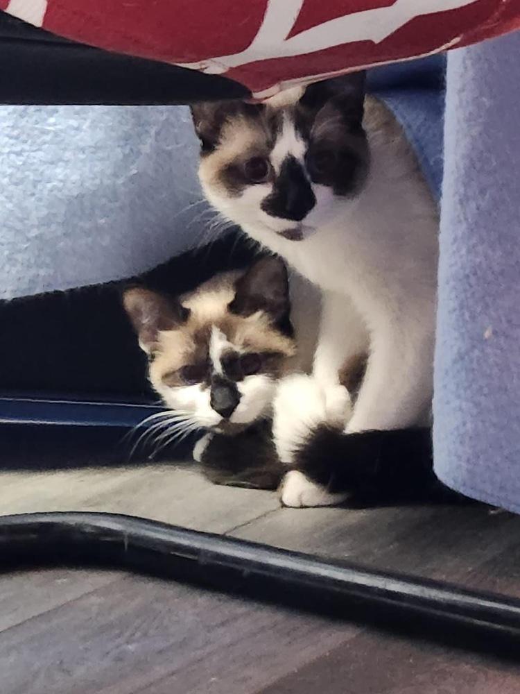 Cora Fka Olivia thumbnail 2