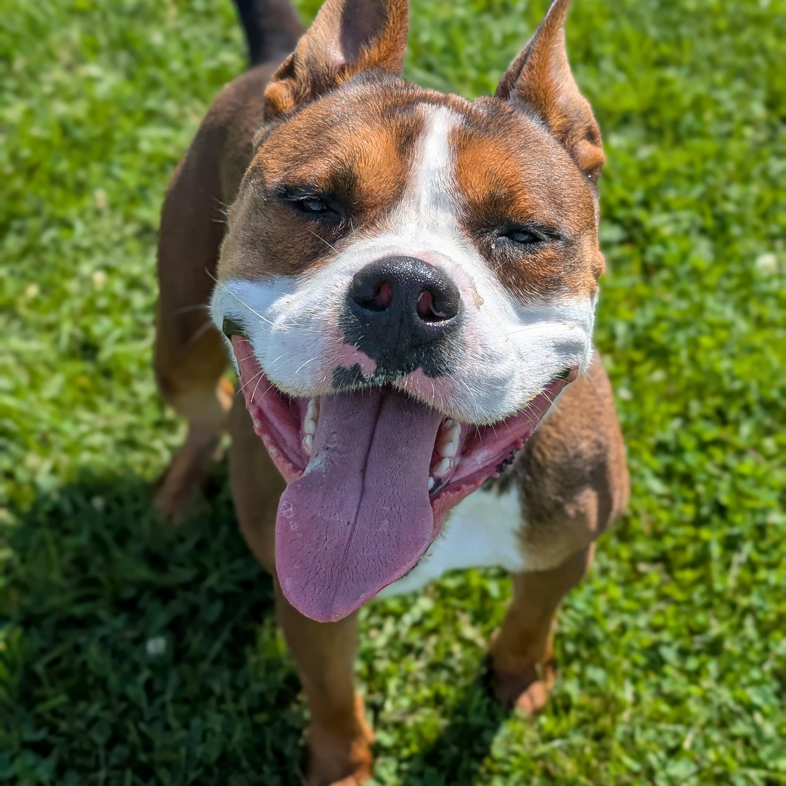 Enlarge 185146 Bernie, a Adoptable Pit Bull Terrier image 6/6