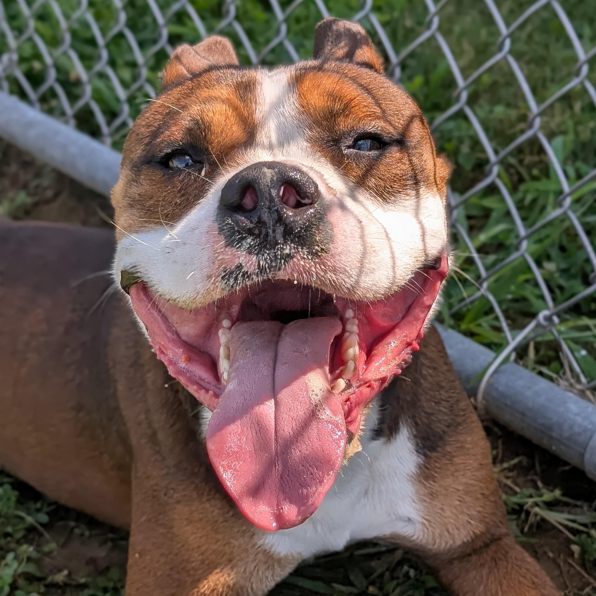 Enlarge 185146 Bernie, a Adoptable Pit Bull Terrier image 5/6