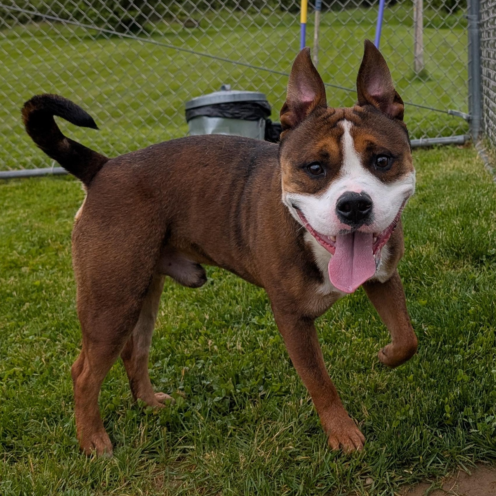 Enlarge 185146 Bernie, a Adoptable Pit Bull Terrier image 3/6
