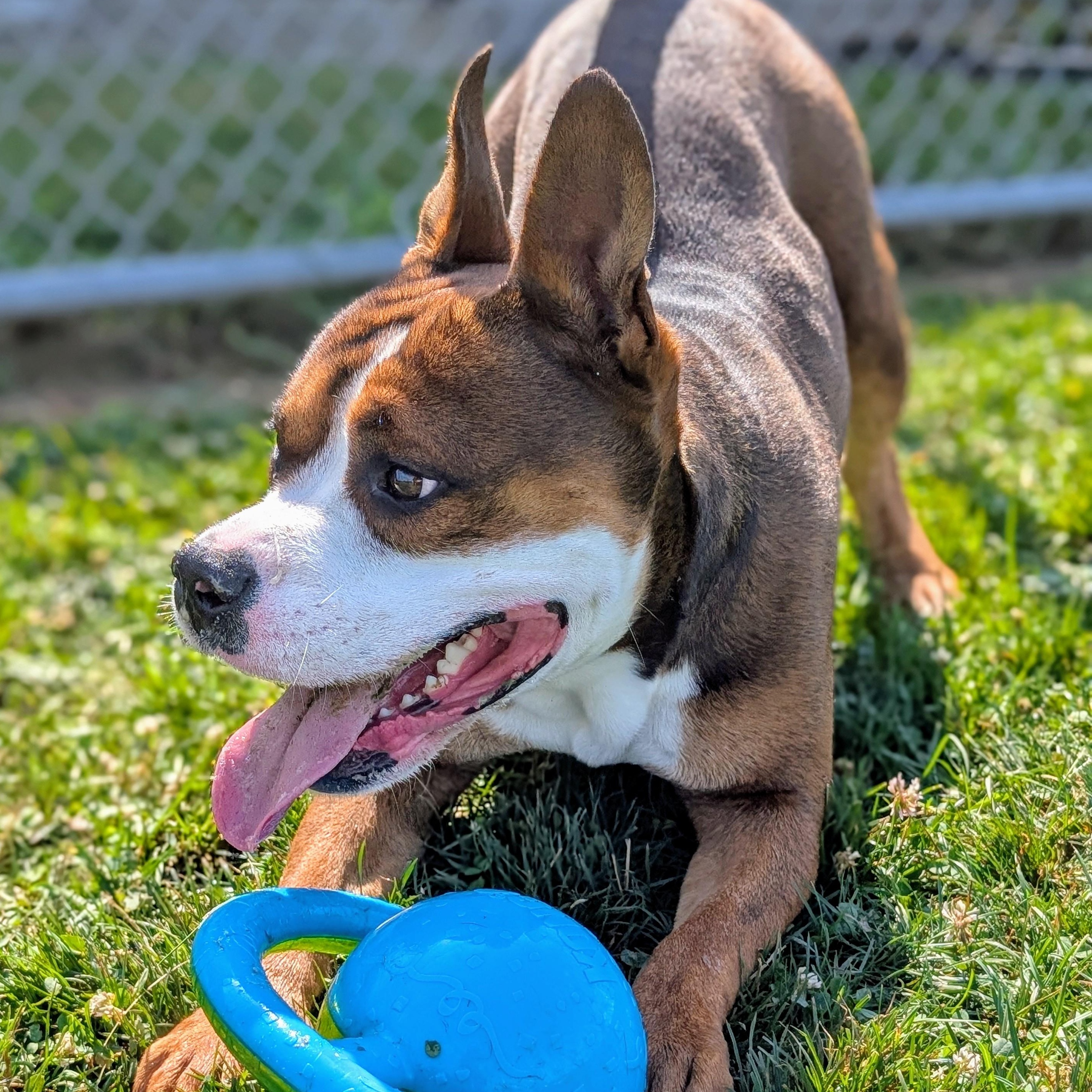 Enlarge 185146 Bernie, a Adoptable Pit Bull Terrier image 1/6