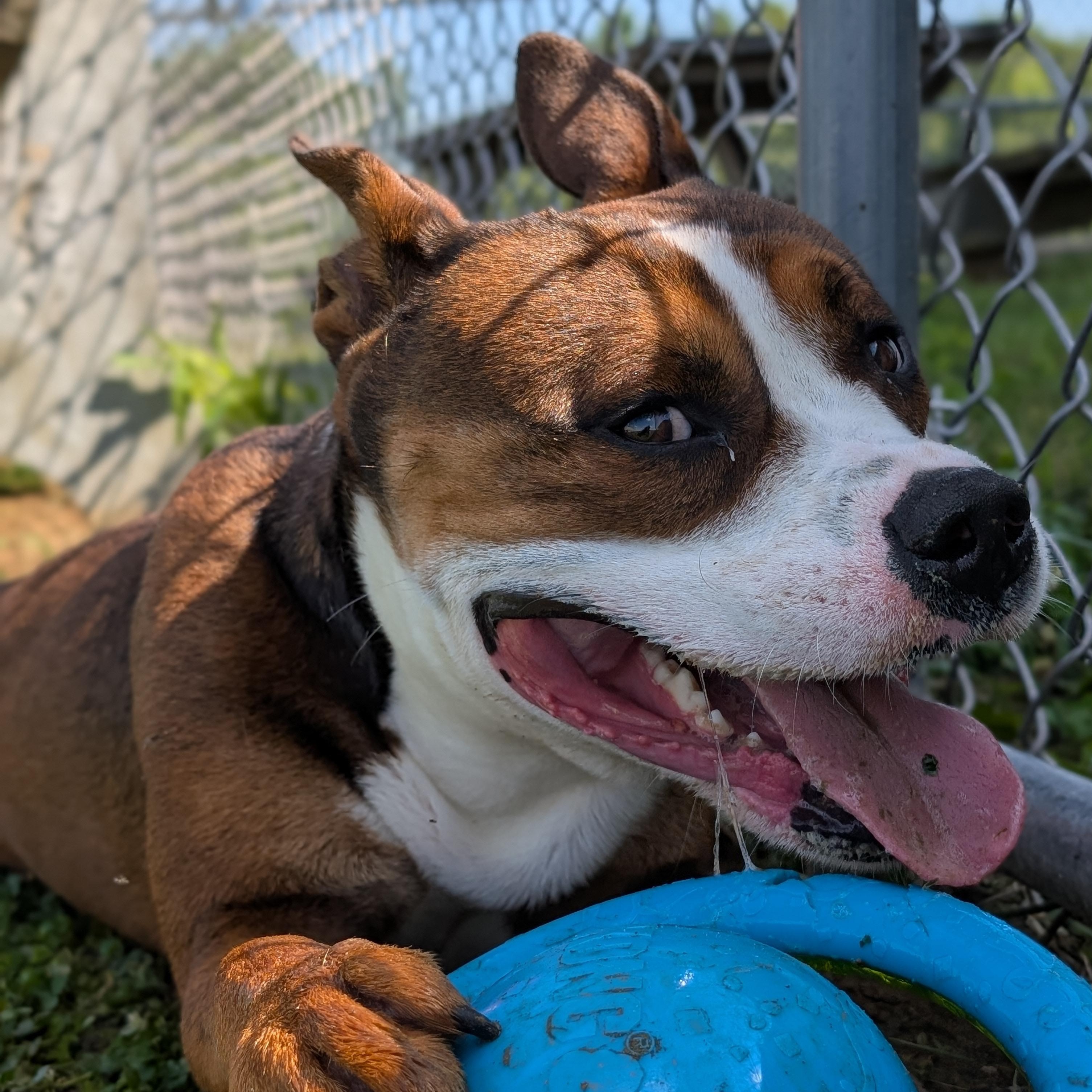 Enlarge 185146 Bernie, a Adoptable Pit Bull Terrier image 4/6