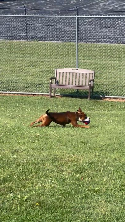 Enlarge 185146 Bernie, a Adoptable Pit Bull Terrier video 2/6