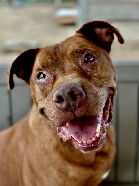 Enlarge Mars, a Adoptable mixed breed in Phoenix, OR image 1/6