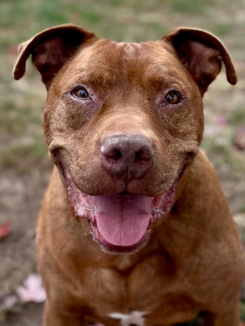 Enlarge Mars, a Adoptable mixed breed in Phoenix, OR image 5/6