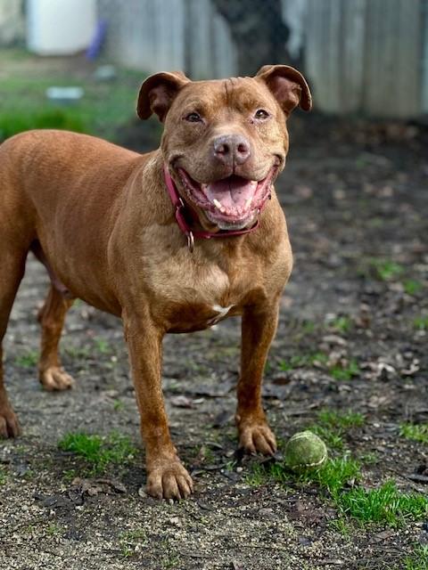 Mars, a Adoptable mixed breed in Phoenix, OR image 1/6