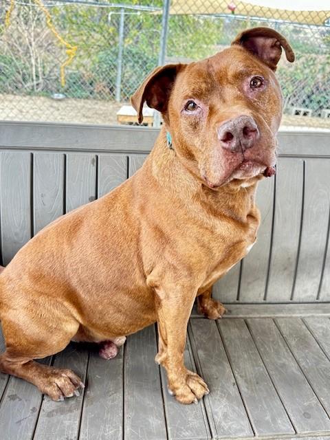 Enlarge Mars, a Adoptable mixed breed in Phoenix, OR image 4/6