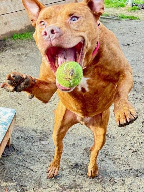 Mars, a Adoptable mixed breed in Phoenix, OR image 3/6