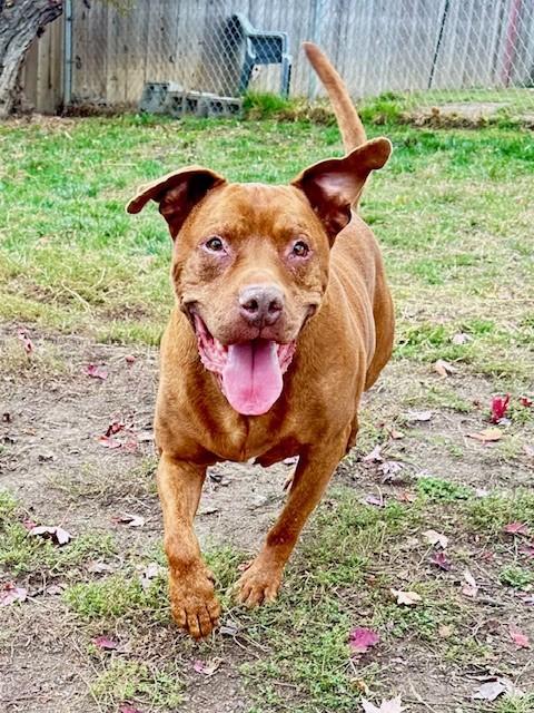 Enlarge Mars, a Adoptable mixed breed in Phoenix, OR image 2/6