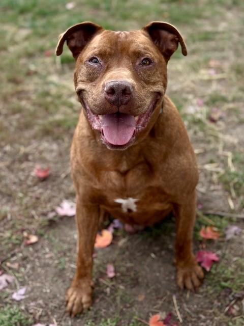 Enlarge Mars, a Adoptable mixed breed in Phoenix, OR image 3/6