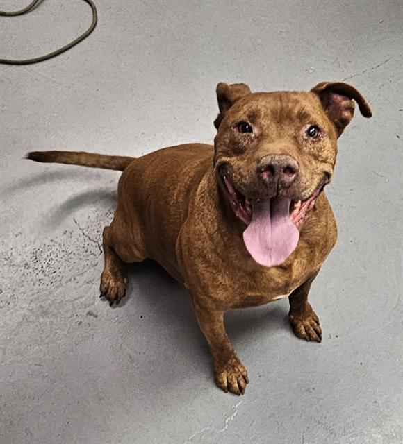Enlarge Mars, a Adoptable mixed breed in Phoenix, OR image 6/6