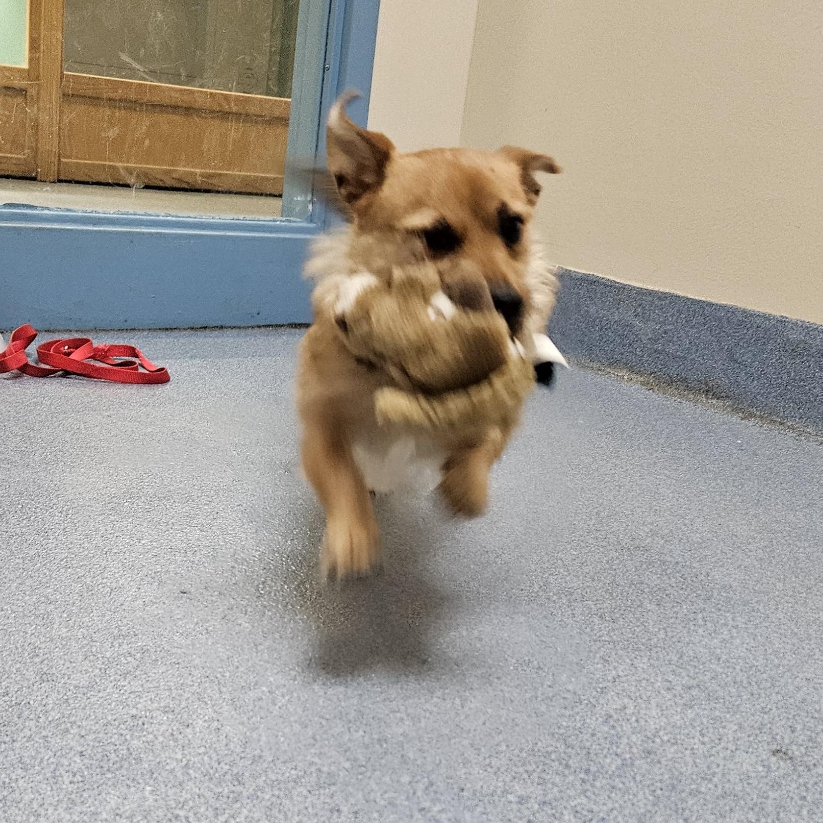 Enlarge Betsy, an adopted mixed breed in Suffolk, VA image 5/5