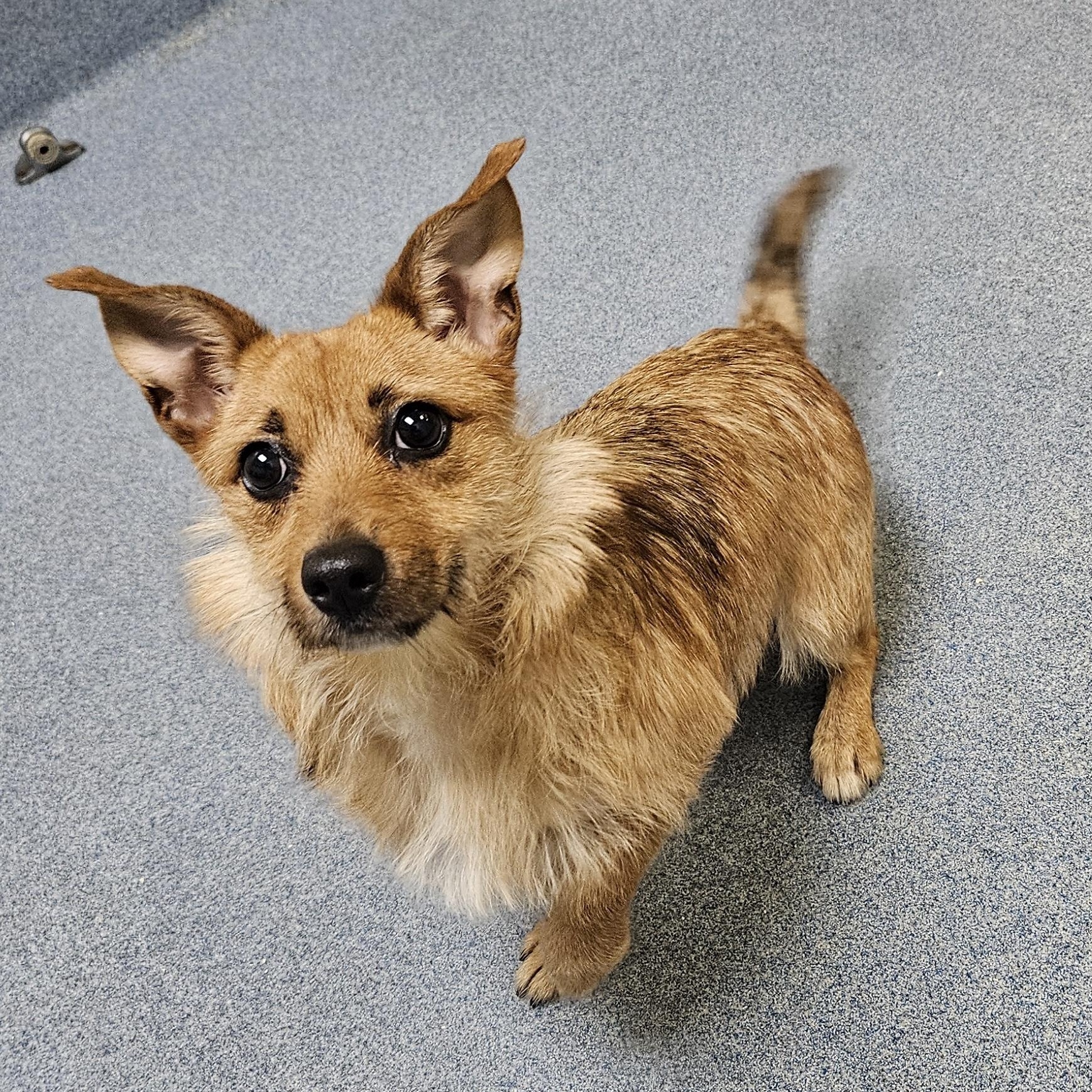 Enlarge Betsy, an adopted mixed breed in Suffolk, VA image 3/5