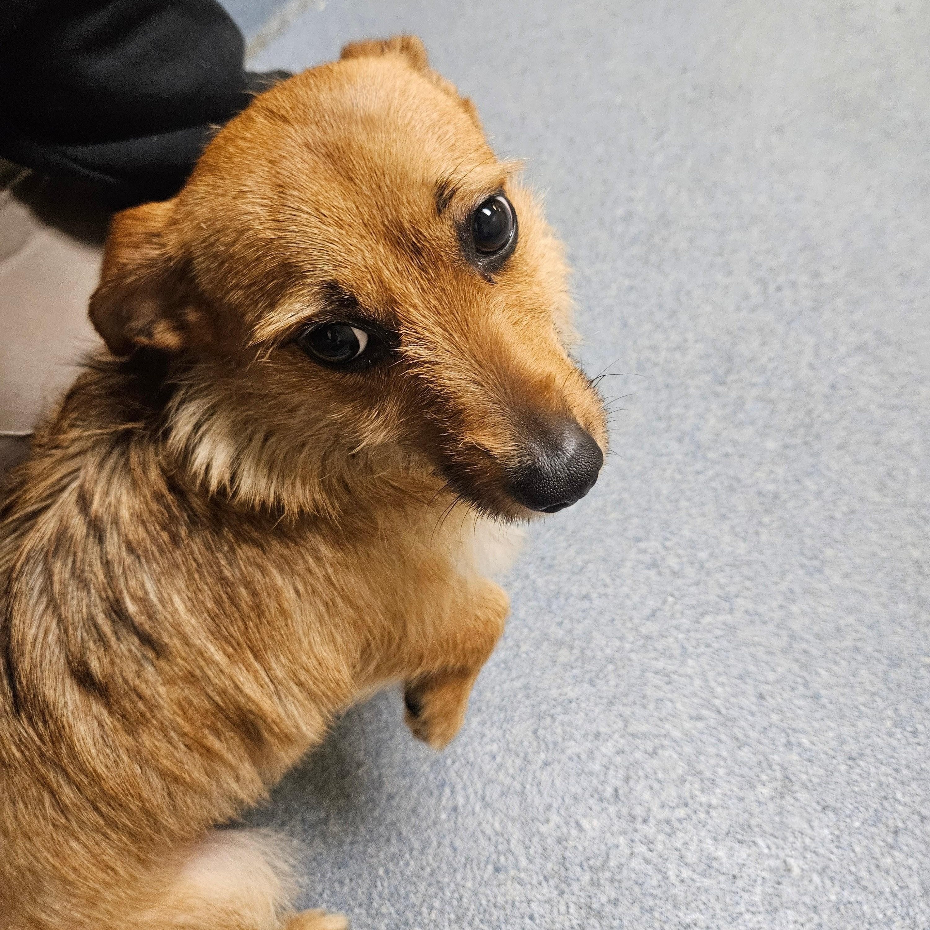 Enlarge Betsy, an adopted mixed breed in Suffolk, VA image 4/5