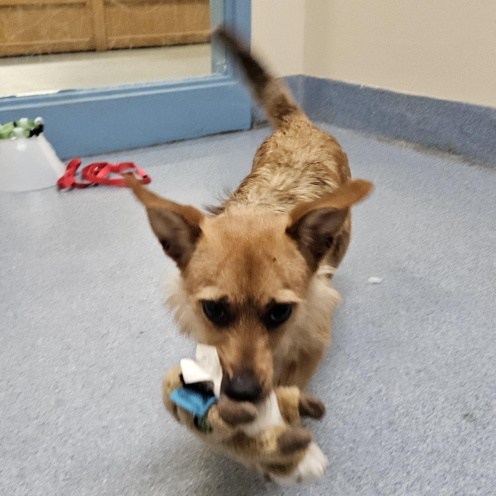 Enlarge Betsy, an adopted mixed breed in Suffolk, VA image 2/5