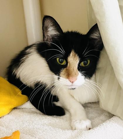 Missy (Pounce Cat Cafe), Adoptable, Adult Female Domestic Short Hair & Domestic Short Hair.