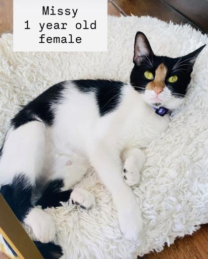 Missy (Pounce Cat Cafe), a Adoptable Domestic Short Hair image 2/2