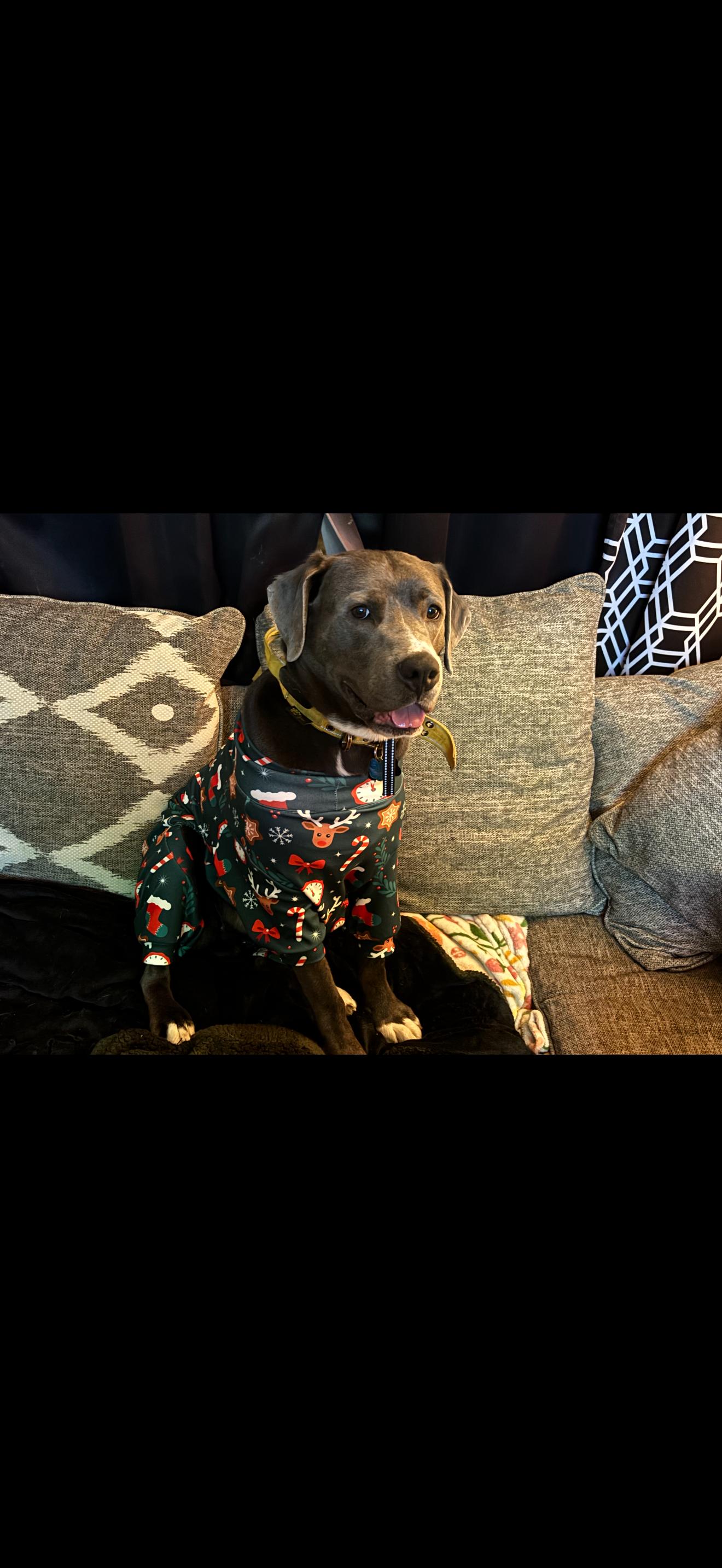 Enlarge Dune, a ADOPTABLE mixed breed in Greenwood, IN image 5/6