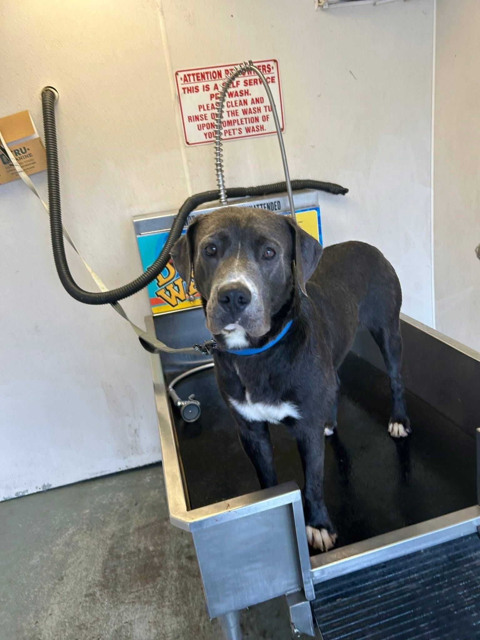 Enlarge Dune, a ADOPTABLE mixed breed in Greenwood, IN image 2/6