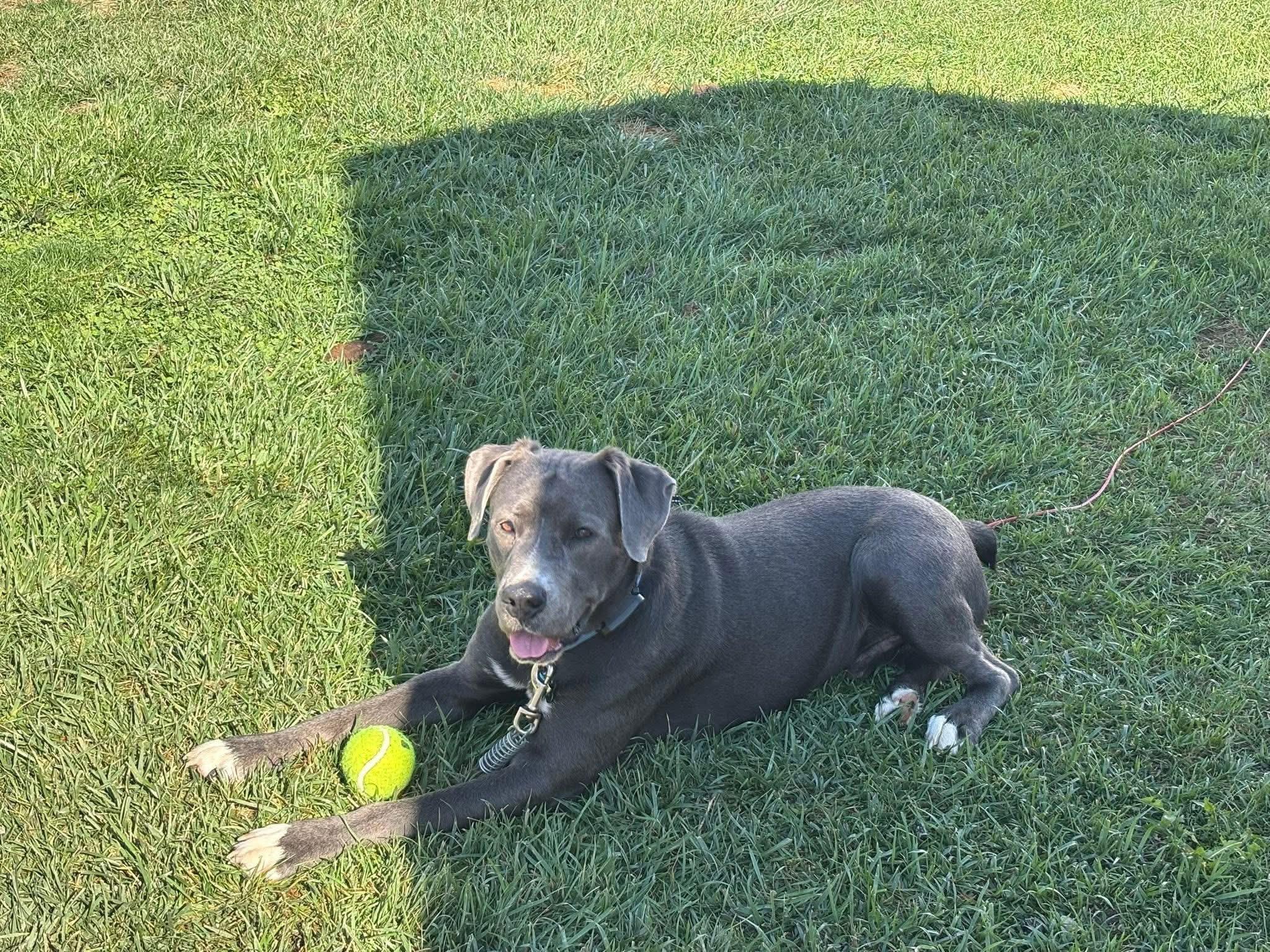 Enlarge Dune, a ADOPTABLE mixed breed in Greenwood, IN image 3/6
