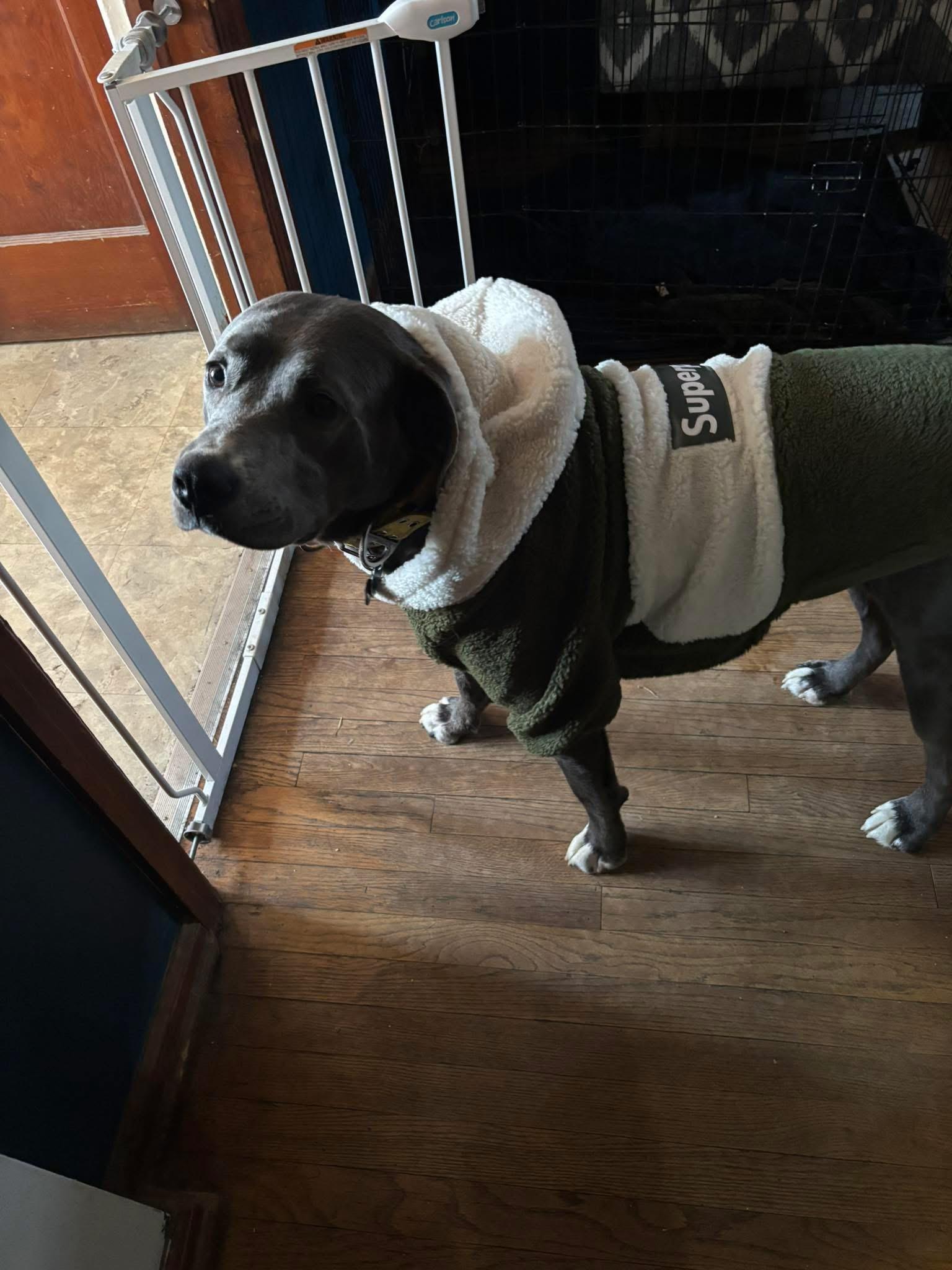 Enlarge Dune, a ADOPTABLE mixed breed in Greenwood, IN image 6/6