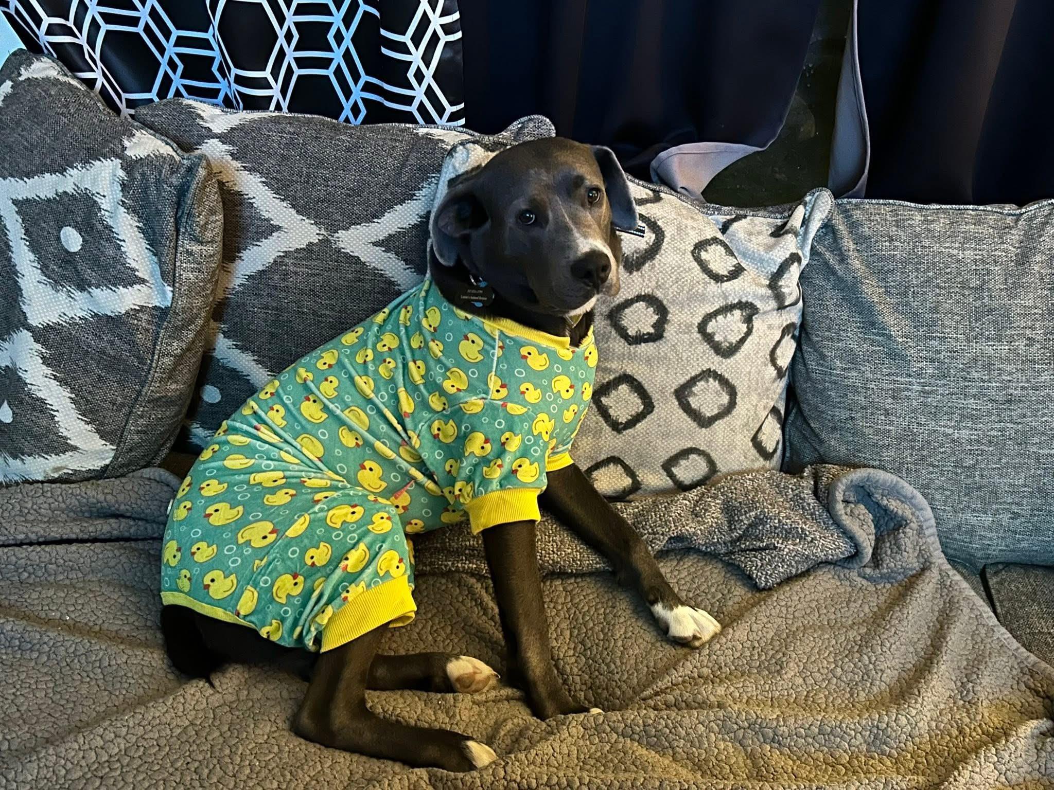 Dune, ADOPTABLE, Young Male Mixed Breed.