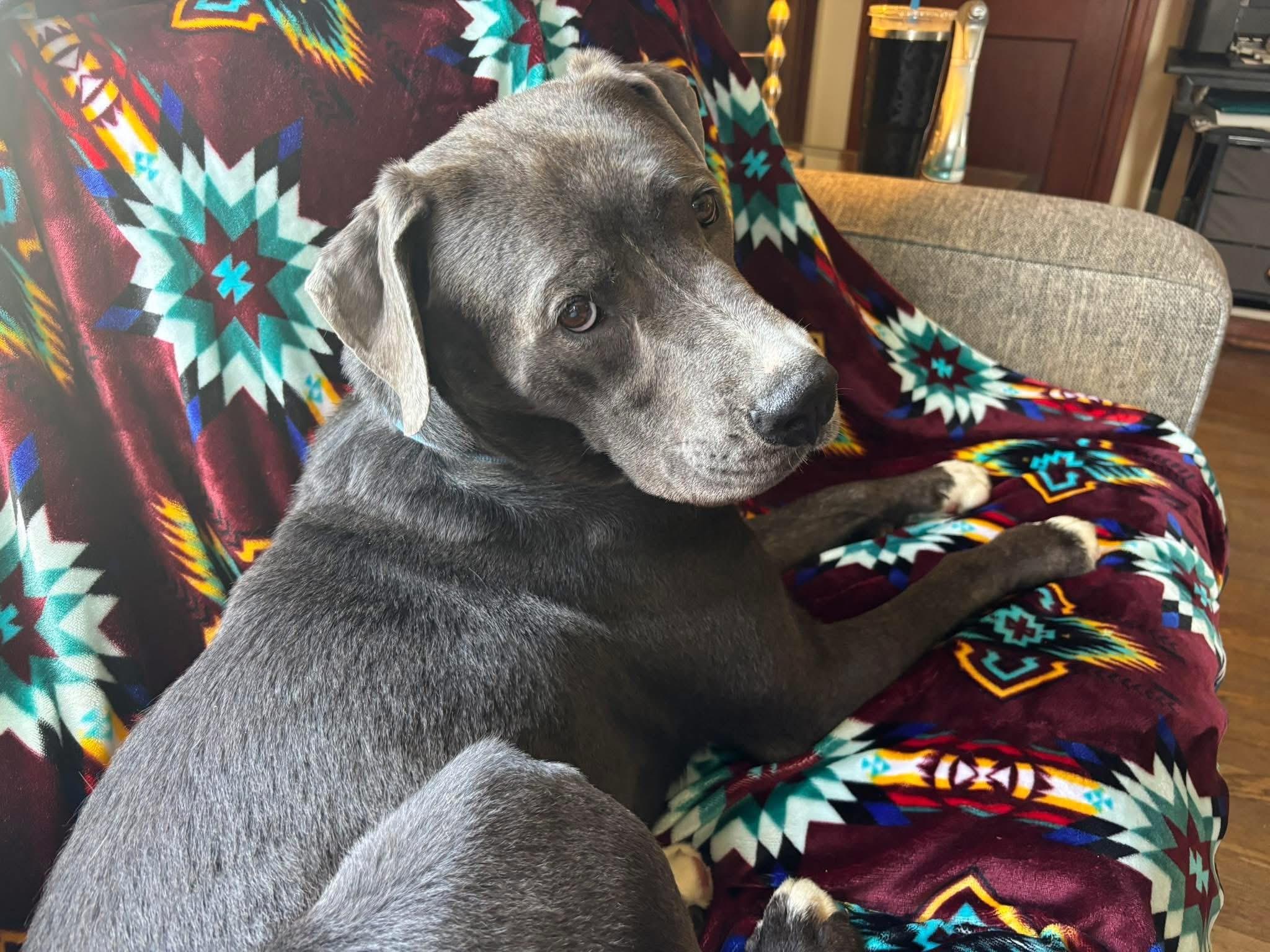 Enlarge Dune, a ADOPTABLE mixed breed in Greenwood, IN image 4/6