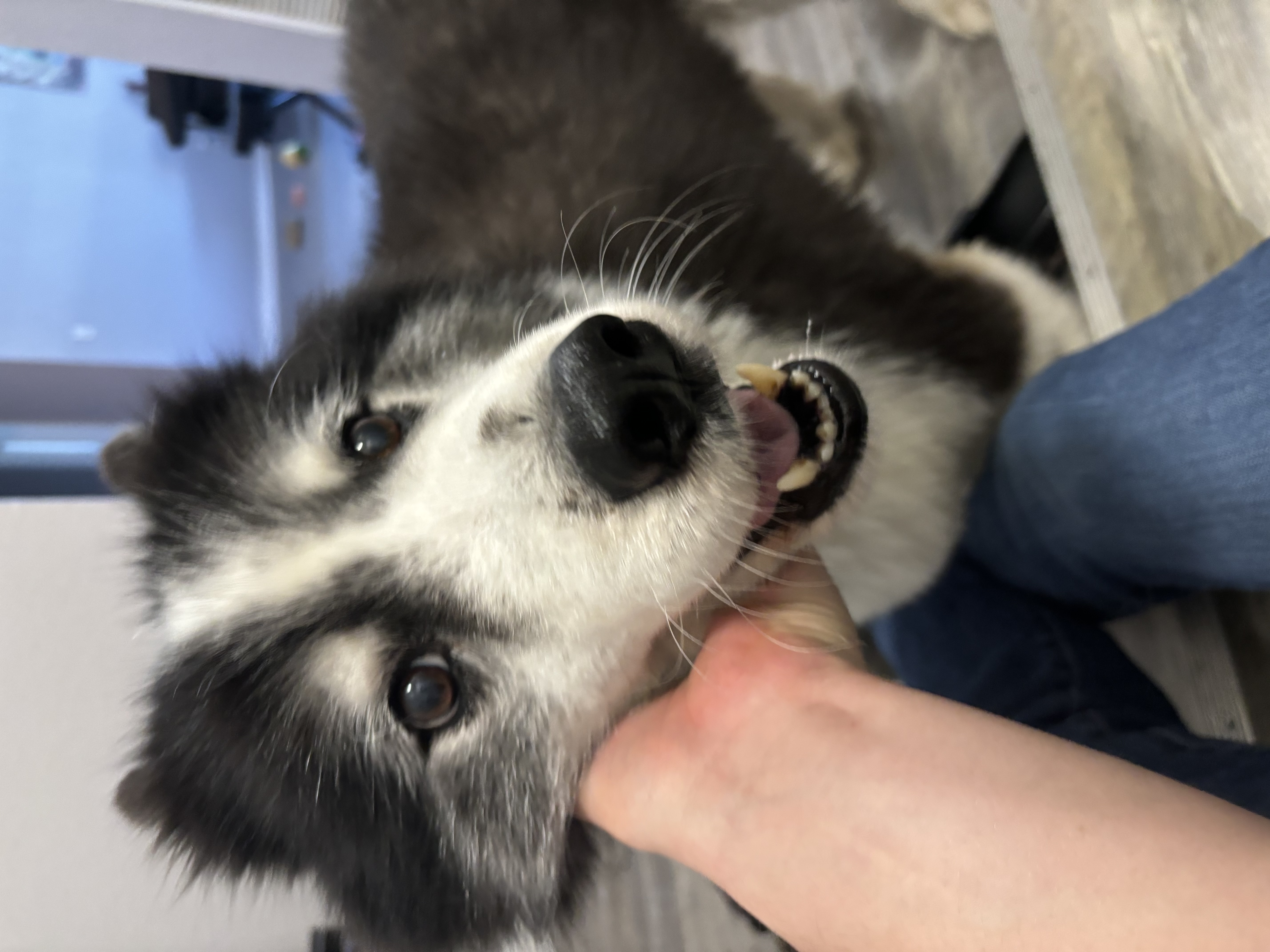 Enlarge Buster, a Adopted mixed breed in Gainesville, FL image 2/5