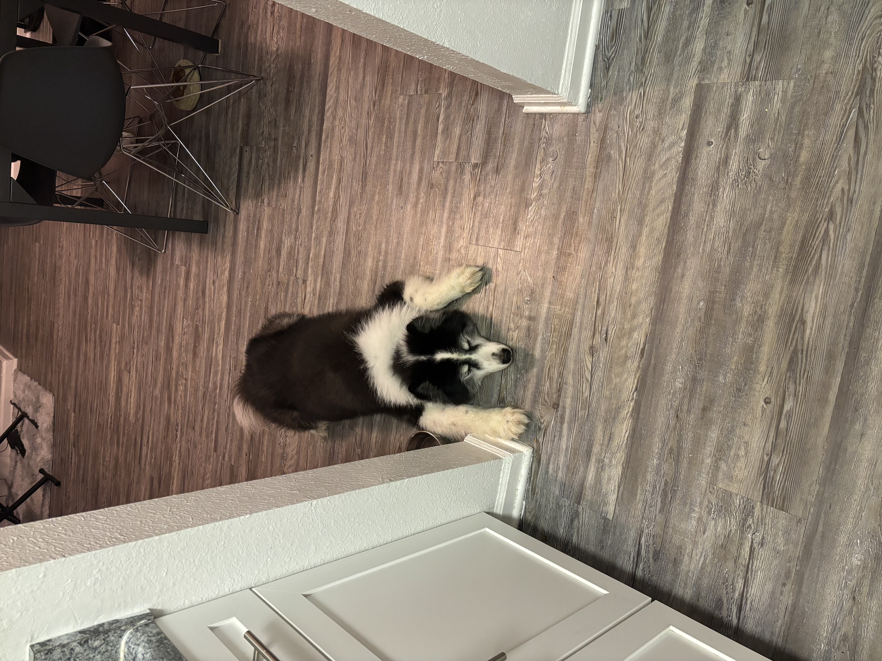 Enlarge Buster, a Adopted mixed breed in Gainesville, FL image 5/5