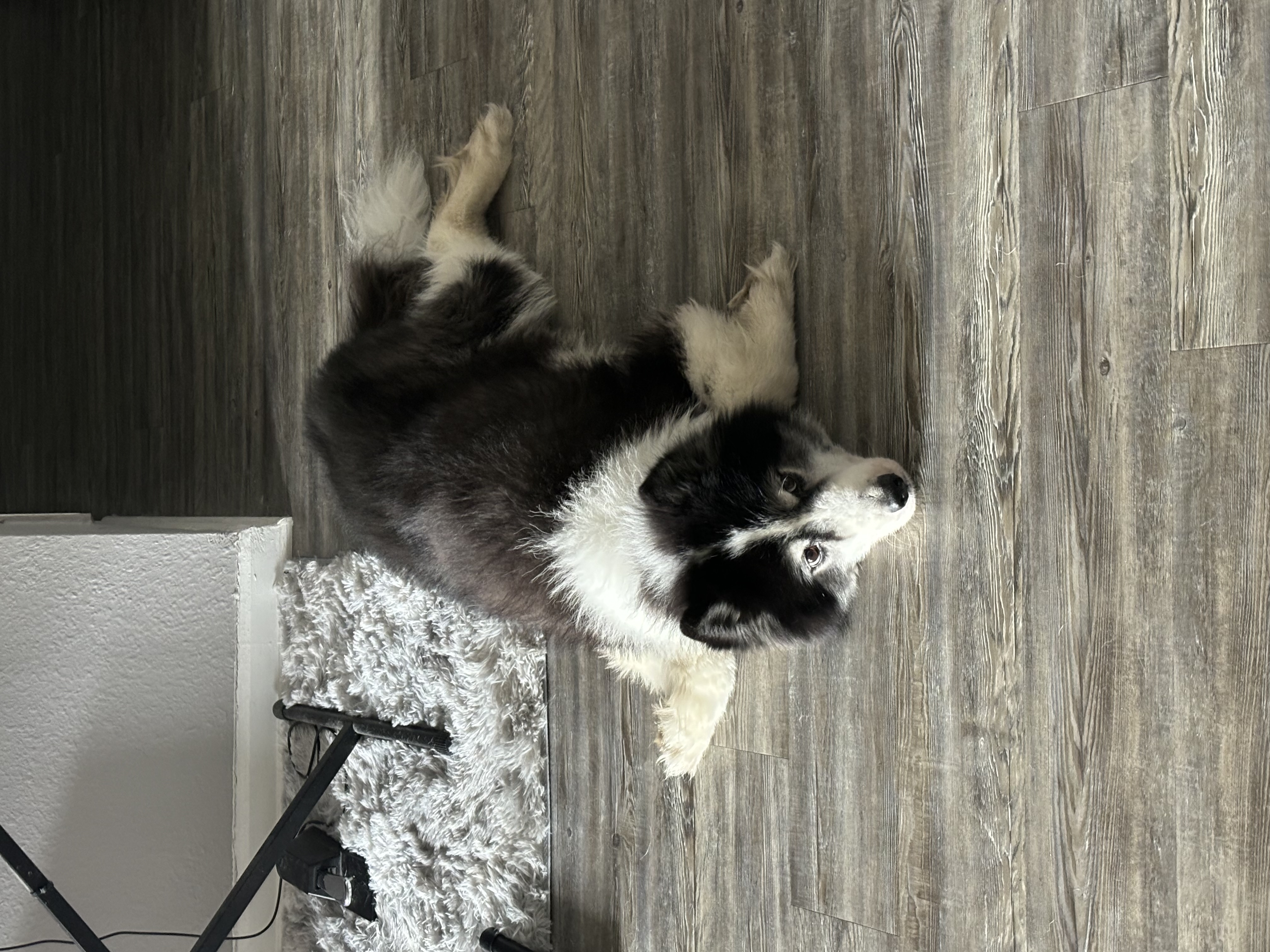 Enlarge Buster, a Adopted mixed breed in Gainesville, FL image 3/5