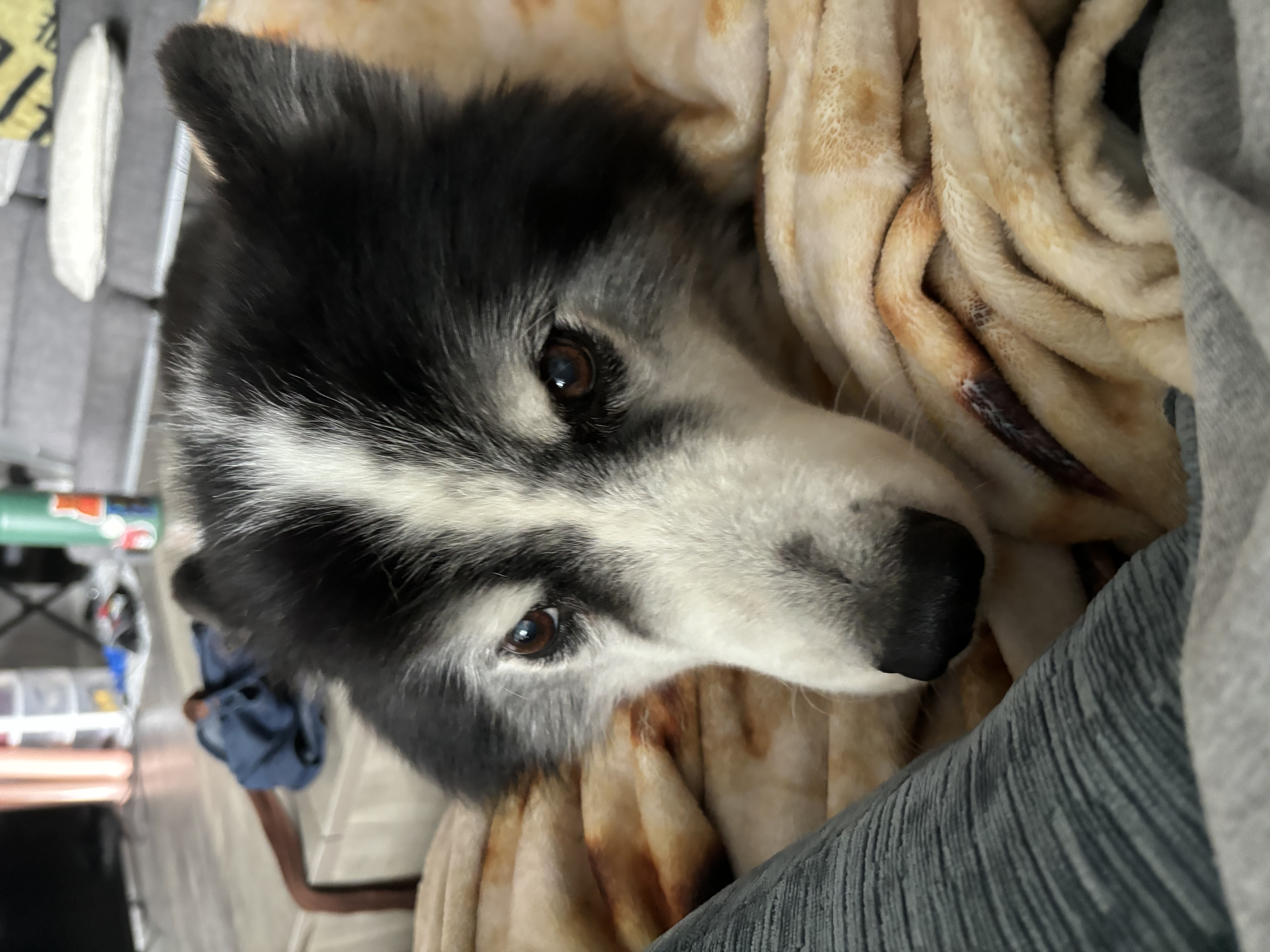 Enlarge Buster, a Adopted mixed breed in Gainesville, FL image 4/5