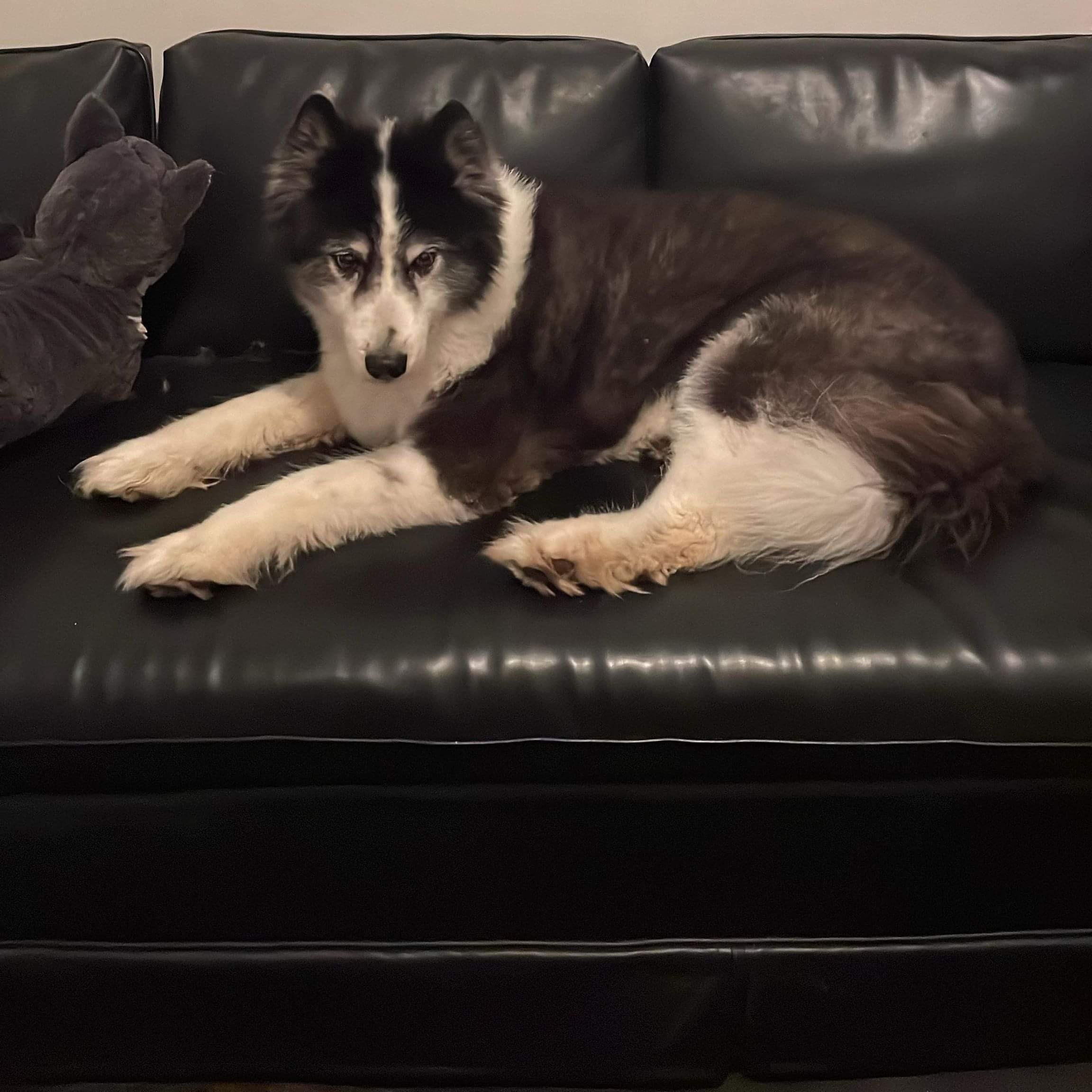 Enlarge Buster, a Adopted mixed breed in Gainesville, FL image 1/5