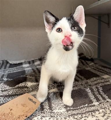 Enlarge ROADHOUSE, a Adoptable Domestic Short Hair in Aliquippa, PA image 1/1